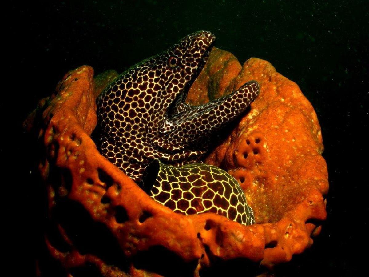 Triton Dive Lodge Sodwana Bay Kültér fotó